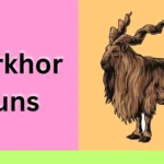 Markhor Puns