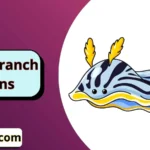 Nudibranch Puns