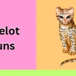 Ocelot puns