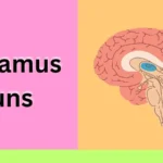 Thalamus Puns
