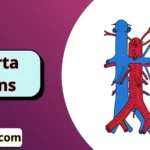 Aorta Puns