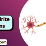 Dendrite puns