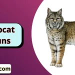 Bobcat Puns