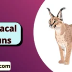 Caracal Puns