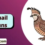 Quail Puns